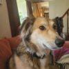 Maggie - 6 anni (nata il 1 febbraio 2019)  - Mix Levriero Afghano  - Taglia: Media  - Carattere: dolce, tranquilla, giocherellona Foto 6